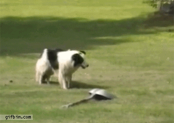dog goes nuts playing with shovel