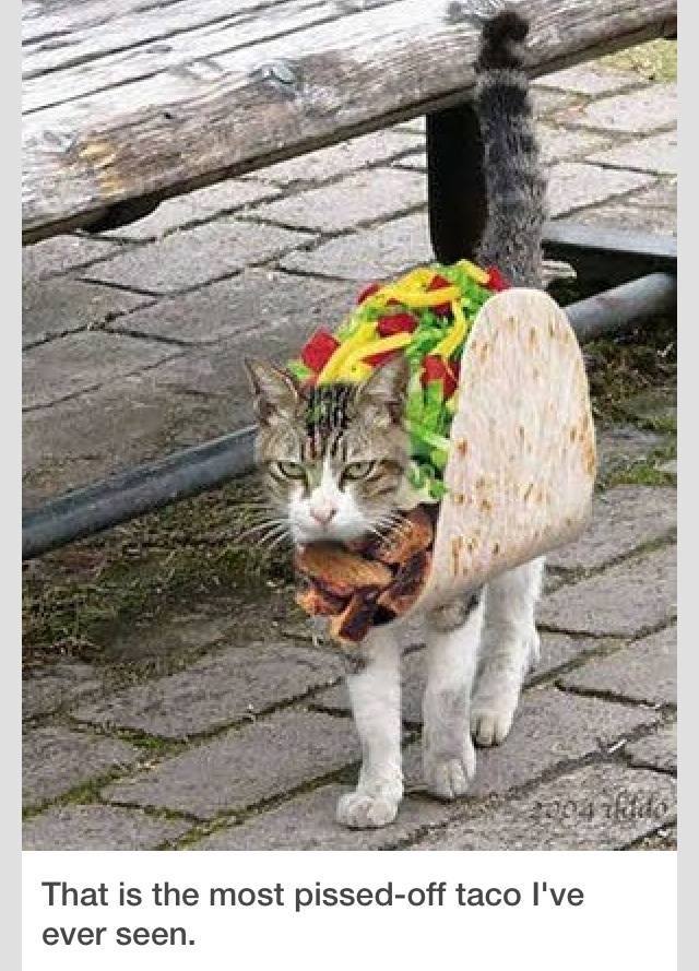 this is the most pissed off taco i've ever seen