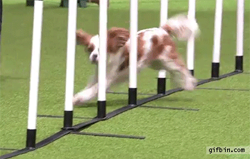 a hop skip and a bang, dog running through obstacle course hits last pole dead on, fail