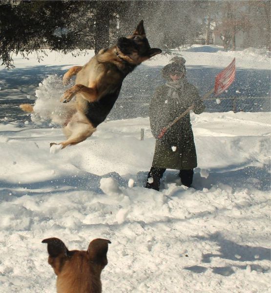 dogs playing in the snow, timing