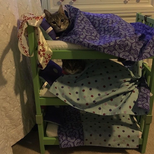 three stack cat bunk beds