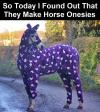 so today i found out that they make horse onesies