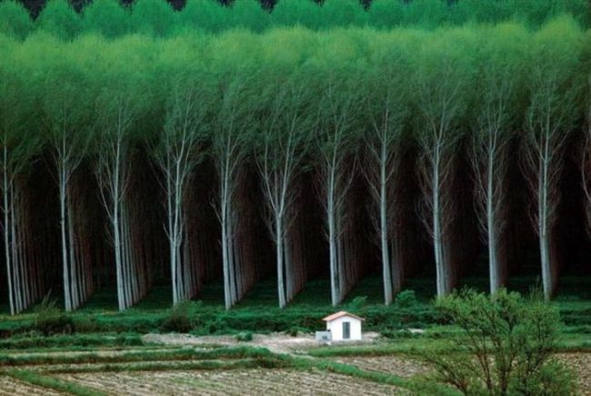 perfectly planted trees, symmetry in nature