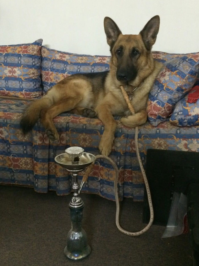 my dog is cooler than yours, sorry but not sorry, dog smoking a shisha
