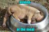 asleep at the meal, puppy sleeping in food dish