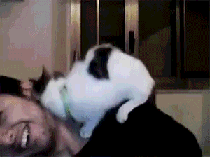 cat violently rubbing himself on owner
