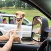 ostrich eating food looks like a creepy as fuck alien