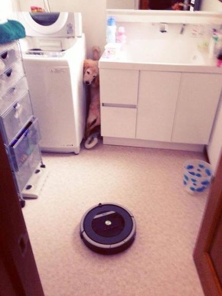 dog cowering in fear of a roomba, lol