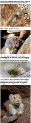 the ili pika makes its home in china's tian shan mountains, it's basically a teddy bear faced squirrel bunny