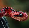 coolest looking snake on the planet