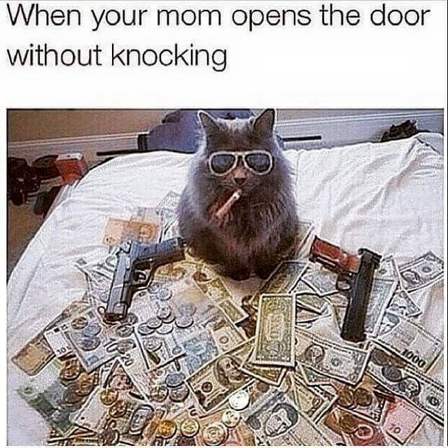 when your mom opens the door without knocking, cat smoking a cigar sitting on cash and guns