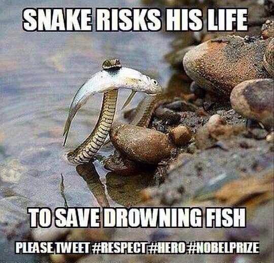 snake risks his life to save drowning fish