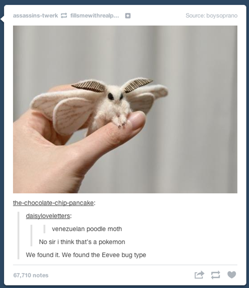 venezuelan poodle moth, newest pokemon eevee family
