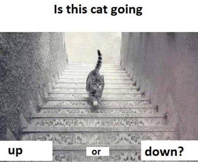 is this cat going up or down?