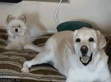 dog wagging tail in other dog's face