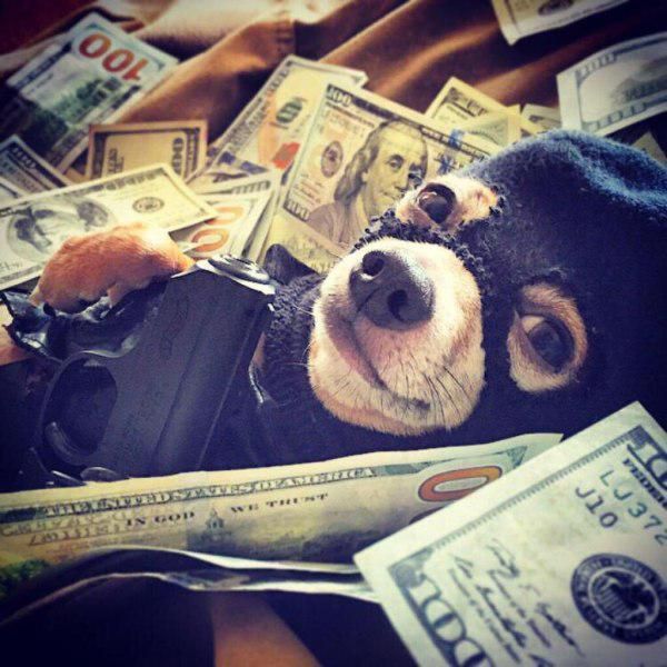 just a picture of a ridiculously good looking dog thief with money and a gun