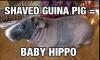 shaved guinea pig equals baby hippo