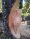 carving a wood pecker into a tree
