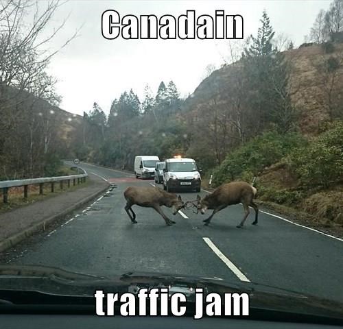 canadian traffic jam, two moose fighting on the road