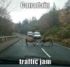 canadian traffic jam, two moose fighting on the road