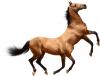 behold the magnificent horsetaur, half horse half horse