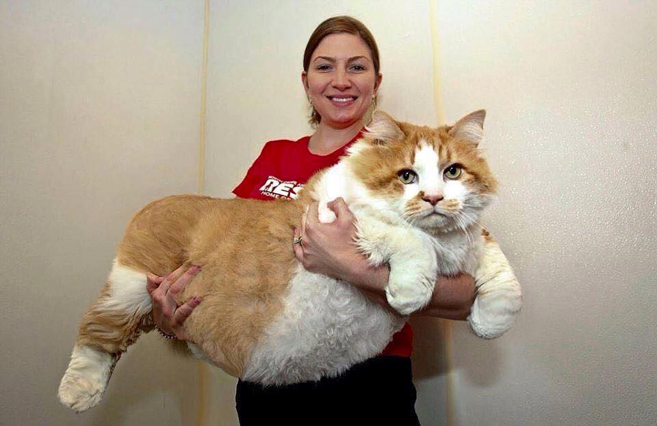 world's biggest cat or world's smallest woman?