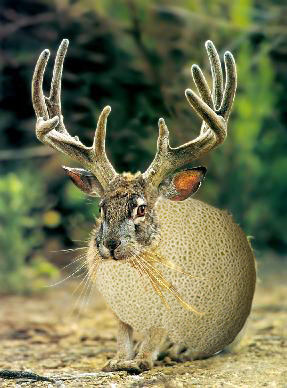 behold the magnificent jackalope