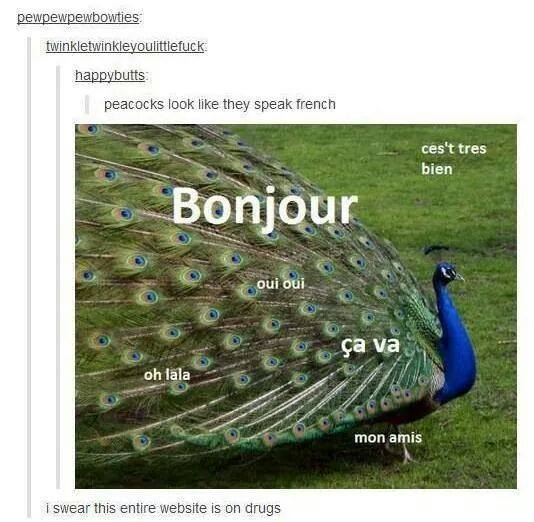 peacocks look like they speak french, bonjour, oui oui, oh lala, c'est tres bien, mon amis, i swear this entire website is on drugs