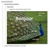 peacocks look like they speak french, bonjour, oui oui, oh lala, c'est tres bien, mon amis, i swear this entire website is on drugs