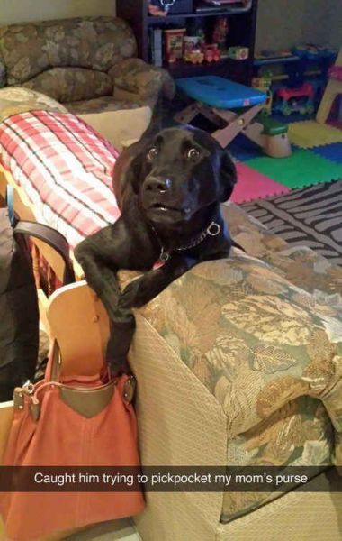 caught him trying to pickpocket my mom's purse