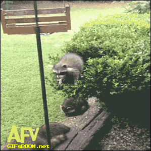 racoon jumps for food from bush but fails