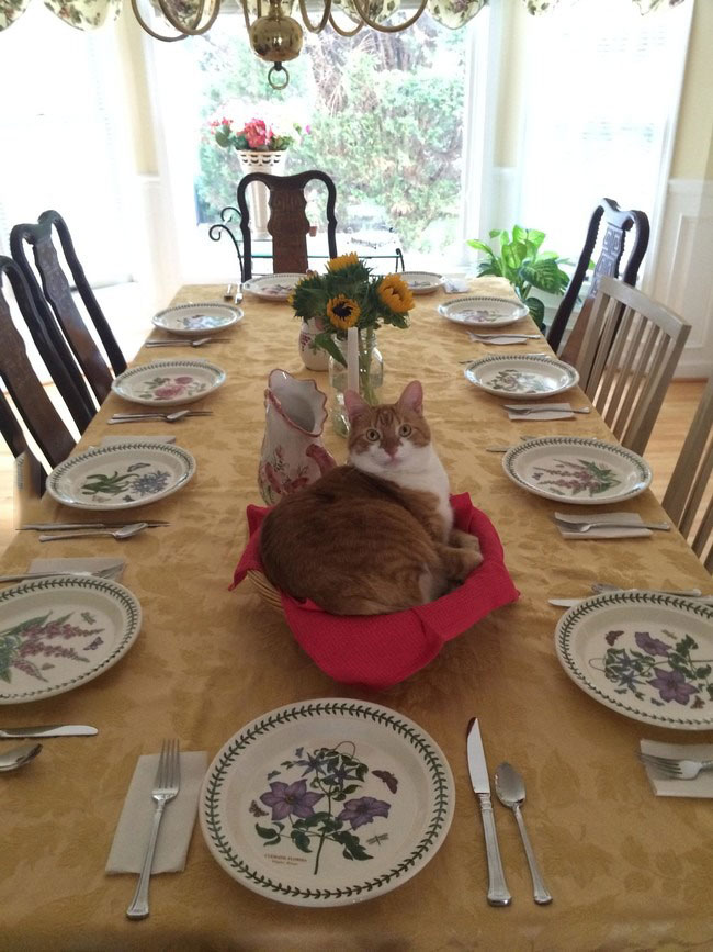 i'm ready for diner now, cat in table centre piece