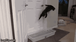 really smart cat gets door open with out getting wet