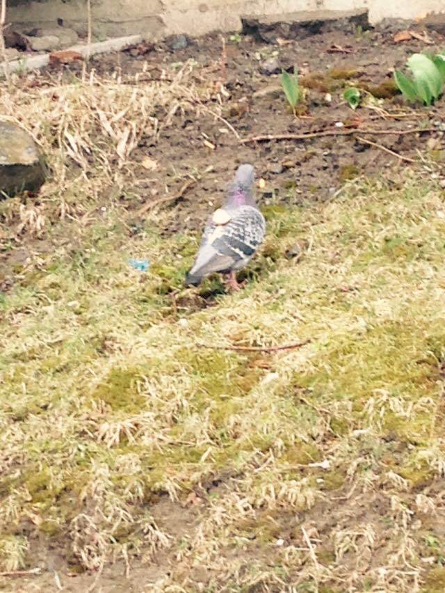 pigeon can't find any bread, no looking back