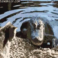 bad ass house cat fights off alligator