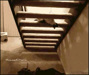 cat decides he wants nothing to do with gravity and climbs stairs from below