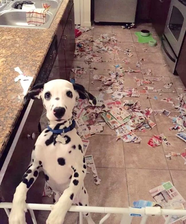 these pets seem guilty for some reason