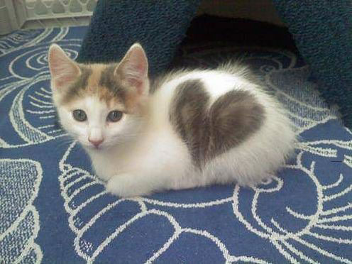 this little kitten has a big heart