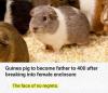 guinea pig to become father to 400 after breaking into female enclosure, the face of no regrets