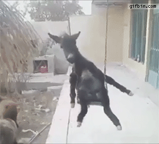just a donkey on a swing