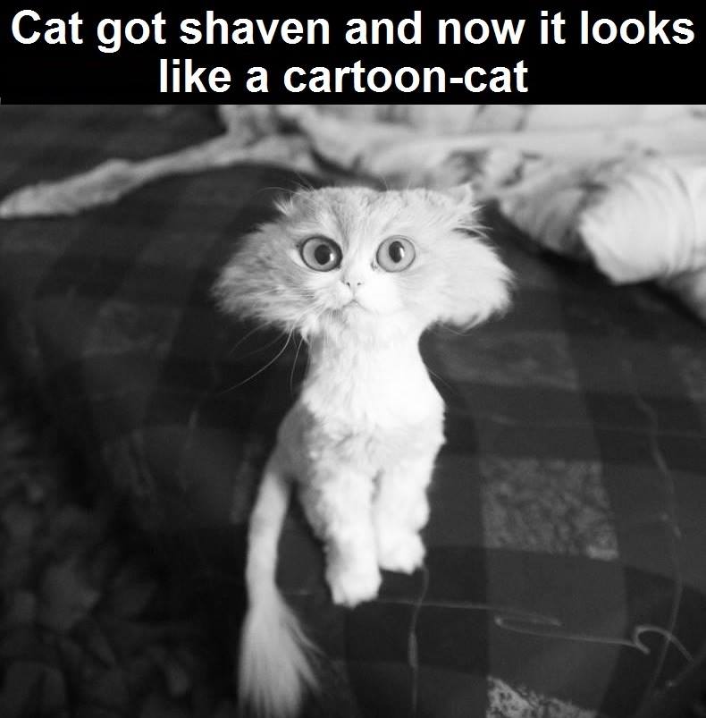 cat got shaven and now it looks like a cartoon cat