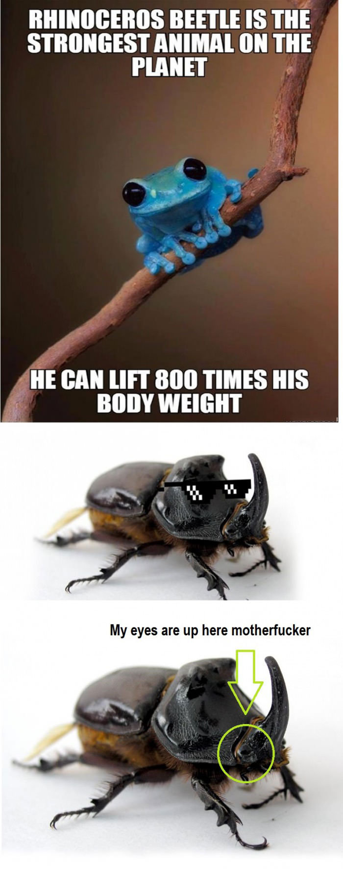 rhinoceros beetle is the strongest animal on the planet, he can lift 800 times his body weight