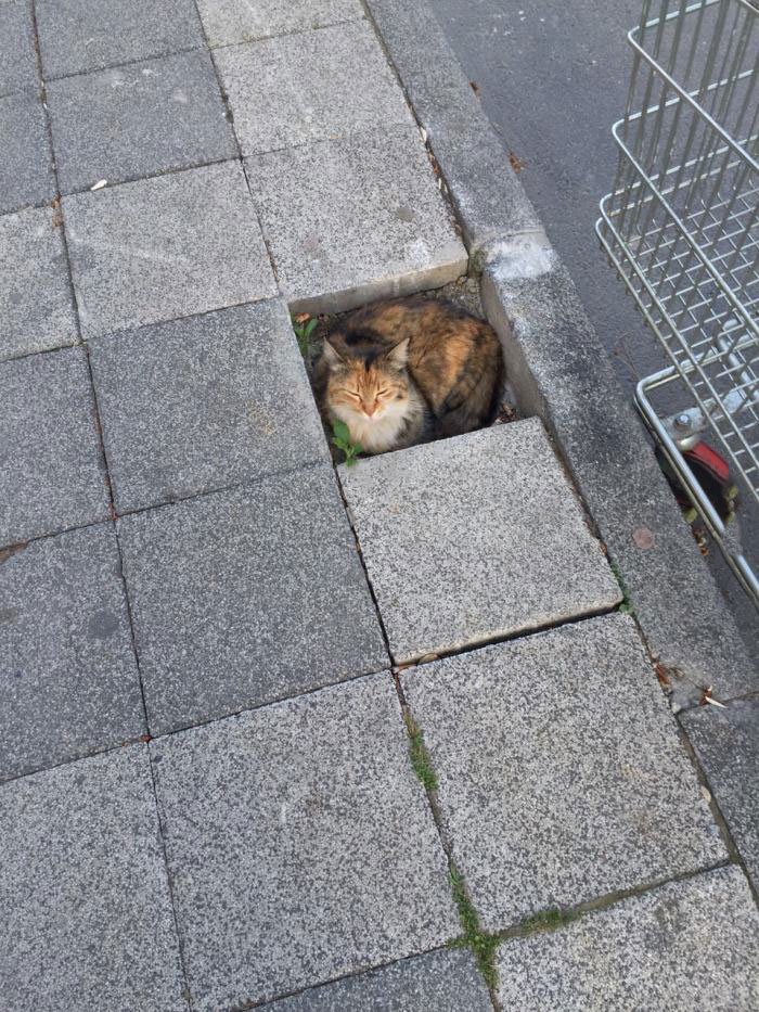 if i fits i sits, cat in a one in the street