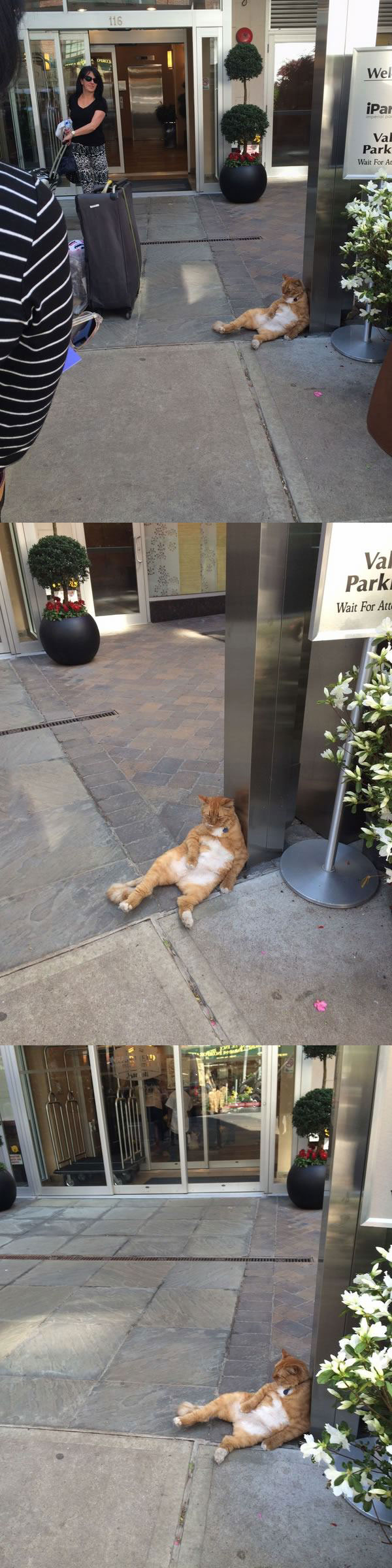 laziest cat ever found minding this hotel entrance