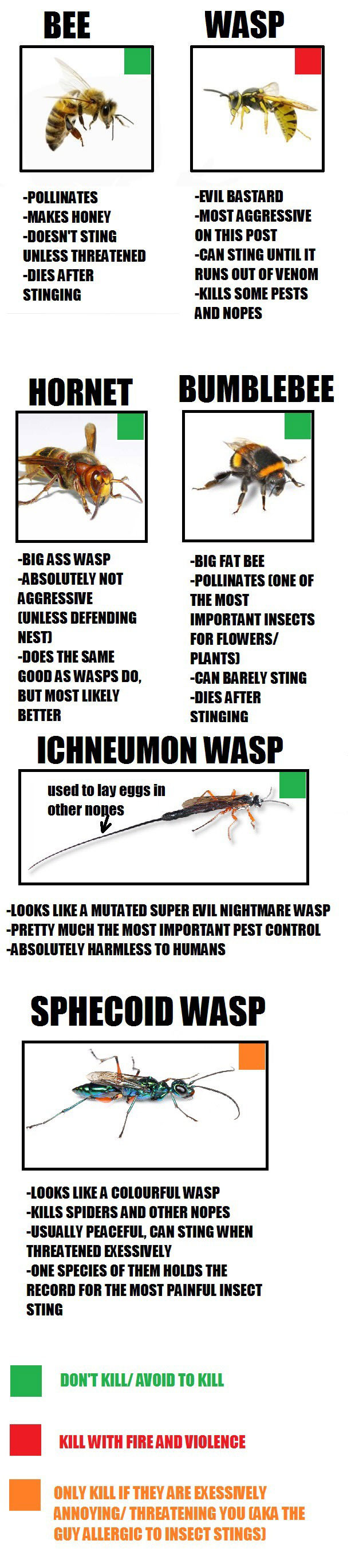 a guide to bees wasps and other similar insects