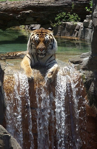 just a tiger chilling at a small waterfall's edge
