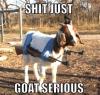 shit just goat serious, machine guns on the sides of a goat, meme