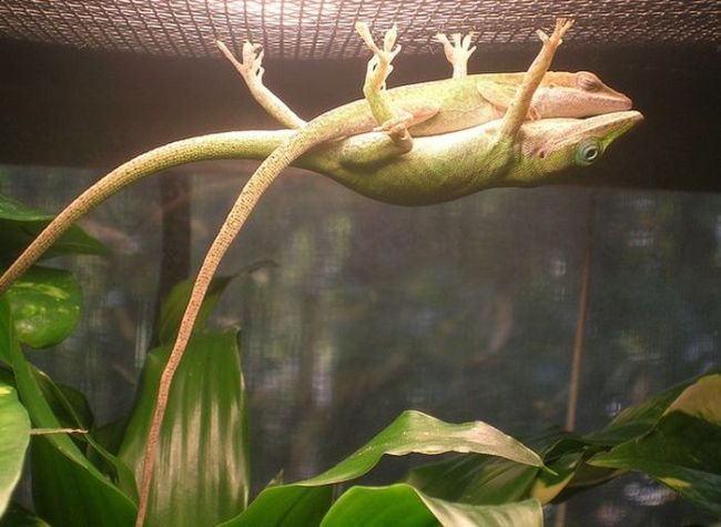 lizards in love, male lizard supporting the female hanging from the ceiling of the cage
