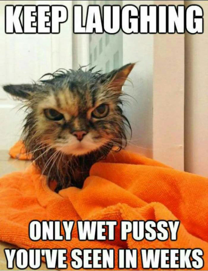 keep laughing, only wet pussy you've seen in weeks, wet cat, meme