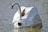 swan tent for wilderness photographers, stealth, lol
